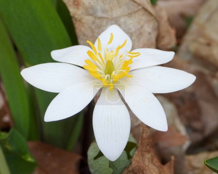 Photo for Sanguinaria canadensis (Bloodroot) Native North American Spring Woodland Wildflower - Royalty Free Image