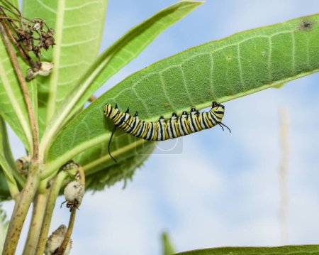 Photo for Monarch Butterfly Caterpillar (Danaus plexippus) North American Migratory Insect - Royalty Free Image
