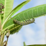 Monarch Butterfly Caterpillar (Danaus plexippus) North American Migratory Insect 