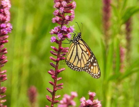 Photo for Monarch Butterfly (Danaus plexippus) North American Migratory Insect - Royalty Free Image