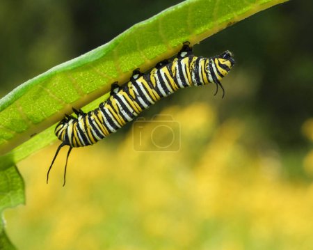 Photo for Monarch Butterfly Caterpillar (Danaus plexippus) North American Migratory Insect - Royalty Free Image