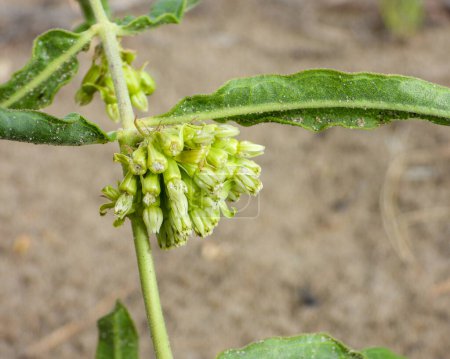 Photo for Asclepias viridiflora (Green Milkweed) Native North American Wildflower - Royalty Free Image