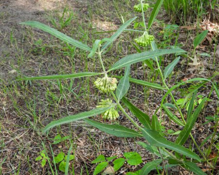 Photo for Asclepias viridiflora (Green Milkweed) Native North American Wildflower - Royalty Free Image