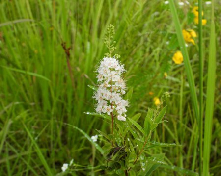 Photo for Spiraea alba (White Meadowsweet) Native North American Wetland Wildflower - Royalty Free Image