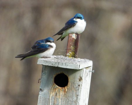 Photo for Tree Swallow (Tachycineta bicolor) North American Bird - Royalty Free Image