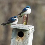 Tree Swallow (Tachycineta bicolor) North American Bird