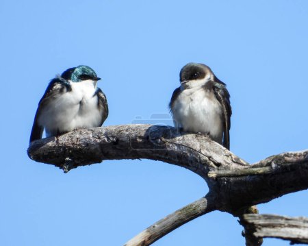 Photo for Tree Swallow (Tachycineta bicolor) North American Bird - Royalty Free Image