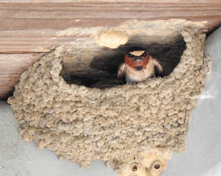 Photo for Cliff Swallow (Petrochelidon pyrrhonota) North American Bird at Emiquon Nature Preserve in Illinois - Royalty Free Image