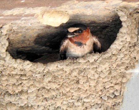Photo for Cliff Swallow (Petrochelidon pyrrhonota) North American Bird at Emiquon Nature Preserve in Illinois - Royalty Free Image