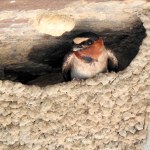 Cliff Swallow (Petrochelidon pyrrhonota) North American Bird at Emiquon Nature Preserve in Illinois