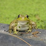 Green Frog (Lithobates clamitans) North American Amphibian 
