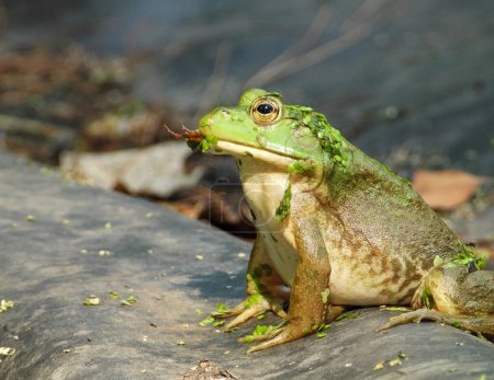 Téléchargez les photos : Grenouille verte (Lithobates clamitans) Amphibien d'Amérique du Nord - en image libre de droit
