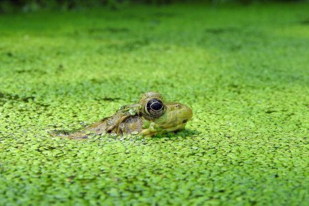 Téléchargez les photos : Grenouille verte (Lithobates clamitans) Amphibien d'Amérique du Nord - en image libre de droit