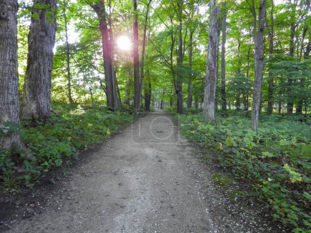 Photo for Woodland Forest Nature Trail Path - Royalty Free Image