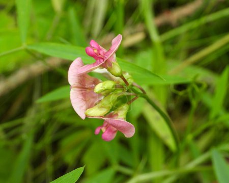 Photo for Lathyrus sylvestris (Narrow-leaved Everlasting Pea) Pink Wildflower - Royalty Free Image