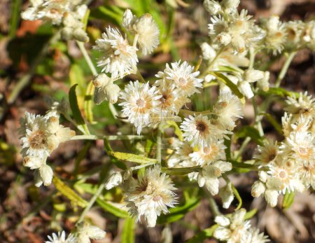 Photo for Pseudognaphalium obtusifolium (Sweet Everlasting) Native North American Prairie Wildflower - Royalty Free Image