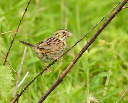 Photo for Henslow's Sparrow (Centronyx henslowii) North American Grassland Bird - Royalty Free Image