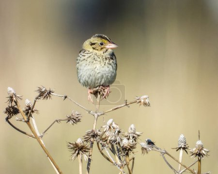 Photo for Henslow's Sparrow (Centronyx henslowii) North American Grassland Bird - Royalty Free Image