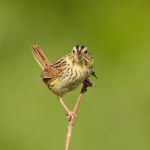 Henslow's Sparrow (Centronyx henslowii) North American Grassland Bird
