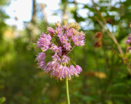 Photo for Allium cernuum (Nodding Wild Onion) Native North American Wildflower - Royalty Free Image