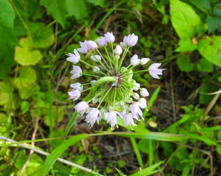 Téléchargez les photos : Allium cernuum (Nodding Wild Onion) Fleurs sauvages indigènes d'Amérique du Nord - en image libre de droit