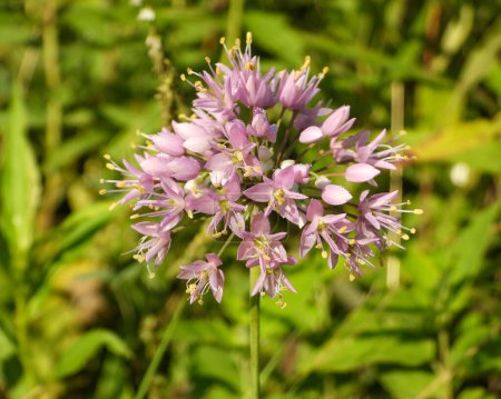Photo for Allium cernuum (Nodding Wild Onion) Native North American Wildflower - Royalty Free Image