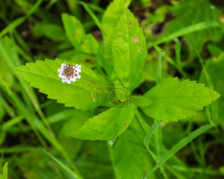 Photo for Phyla lanceolata (Lance-leaf Fog Fruit) Native North American Wetland Wildflower - Royalty Free Image