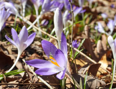 Photo for Woodland Crocus Flowers Blooming in a Forest - Royalty Free Image