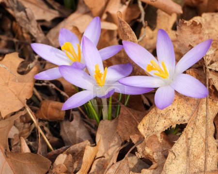 Photo for Woodland Crocus Flowers Blooming in a Forest - Royalty Free Image