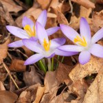 Woodland Crocus Flowers Blooming in a Forest