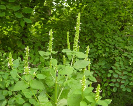 Photo for Agastache nepetoides (Yellow Giant Hyssop) Native North American Wildflower - Royalty Free Image