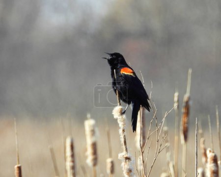 Photo for Red-winged Blackbird (Agelaius phoeniceus) Common North American Bird - Royalty Free Image