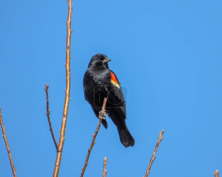 Photo for Red-winged Blackbird (Agelaius phoeniceus) Common North American Bird - Royalty Free Image