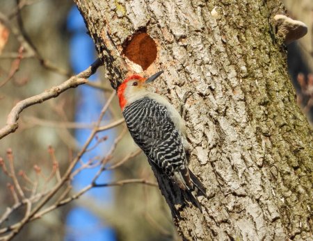 Photo for Red-bellied Woodpecker (Melanerpes carolinus) North American Bird - Royalty Free Image