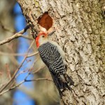Red-bellied Woodpecker (Melanerpes carolinus) North American Bird