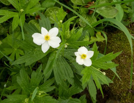 Photo for Anemone canadensis (Canada Anemone) Native North American Prairie Wildflower - Royalty Free Image