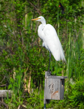 Photo for Great Egret (Ardea alba) North American Wading Bird - Royalty Free Image