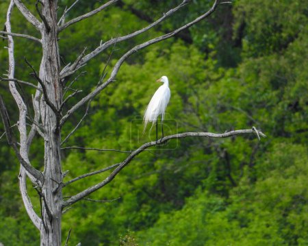 Photo for Great Egret (Ardea alba) North American Wading Bird - Royalty Free Image