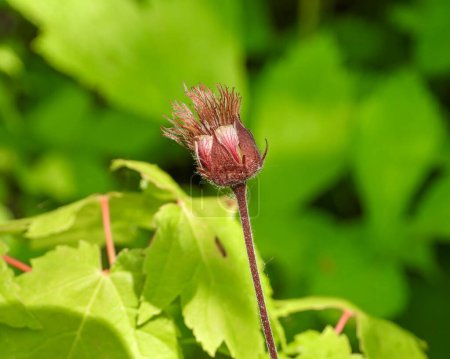 Photo for Geum rivale (Purple Avens) Native North American Wetland Wildflower - Royalty Free Image
