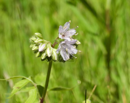 Foto de Hydrophyllum virginianum (Virginia Waterleaf) Native North American Woodland Wildflower - Imagen libre de derechos