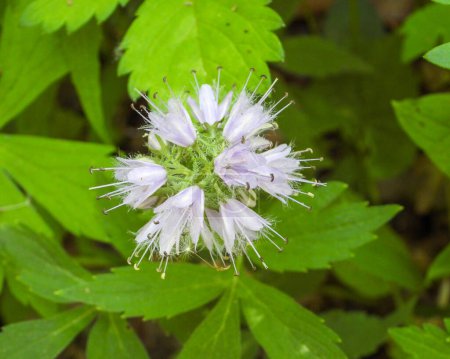 Photo for Hydrophyllum virginianum (Virginia Waterleaf) Native North American Woodland Wildflower - Royalty Free Image