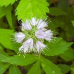 Hydrophyllum virginianum (Virginia Waterleaf) Native North American Woodland Wildflower