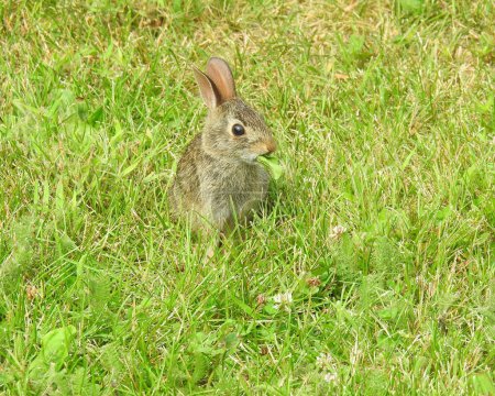 Photo for Eastern Cottontail (Sylvilagus floridanus) North American Bunny Rabbit - Royalty Free Image