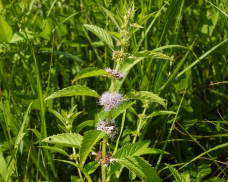 Photo for Mentha arvensis (Wild Mint) Native North American Herbal Plant Wildflower - Royalty Free Image