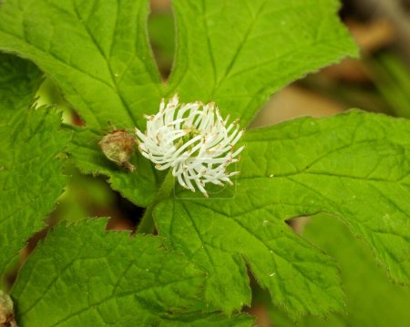 Photo for Hydrastis canadensis (Golden Seal) Native North American Woodland Wildflower - Royalty Free Image