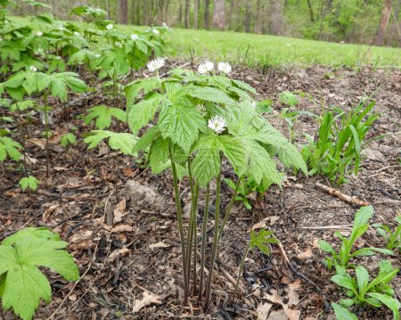 Téléchargez les photos : Hydrastis canadensis (Sceau d'or) Forêt indigène d'Amérique du Nord Fleurs sauvages - en image libre de droit