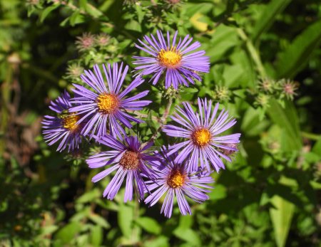 Photo for Symphyotrichum novae-angliae (New England Aster) Native North American Wildflower - Royalty Free Image