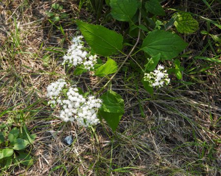 Photo for Ageratina altissima (White Snakeroot) Native North American Woodland Wildflowers - Royalty Free Image