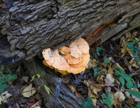 Photo for Chicken of the Woods (Laetiporus spp) Mushroom Fungi - Royalty Free Image