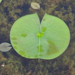 Nymphaea odorata (American White Water-lily) Native North American Wetland Wildflower